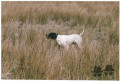 Pedigree ARGANE DES QUENOTTES Pedigree ARGANE DES QUENOTTES